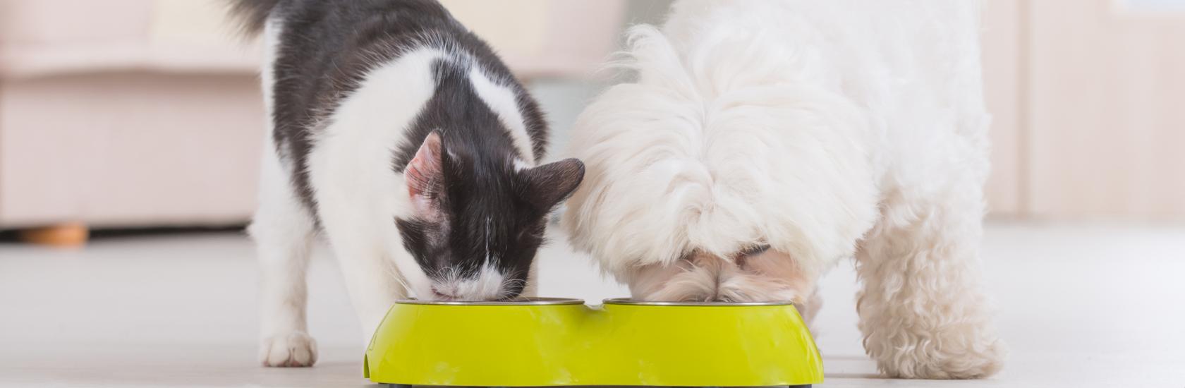 HundKatzeNapf